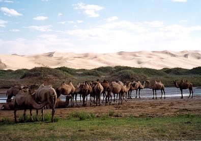 Bactrian camels